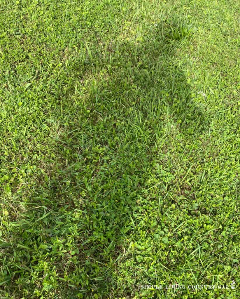 A shadow of an adult on green grass 