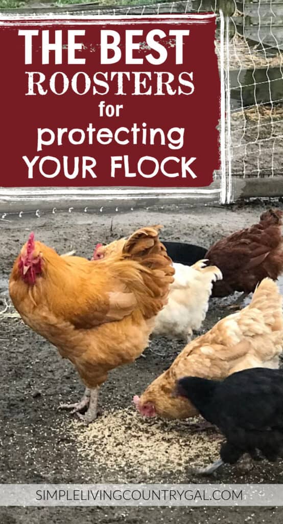 BEST ROOSTERS FOR PROTECTION