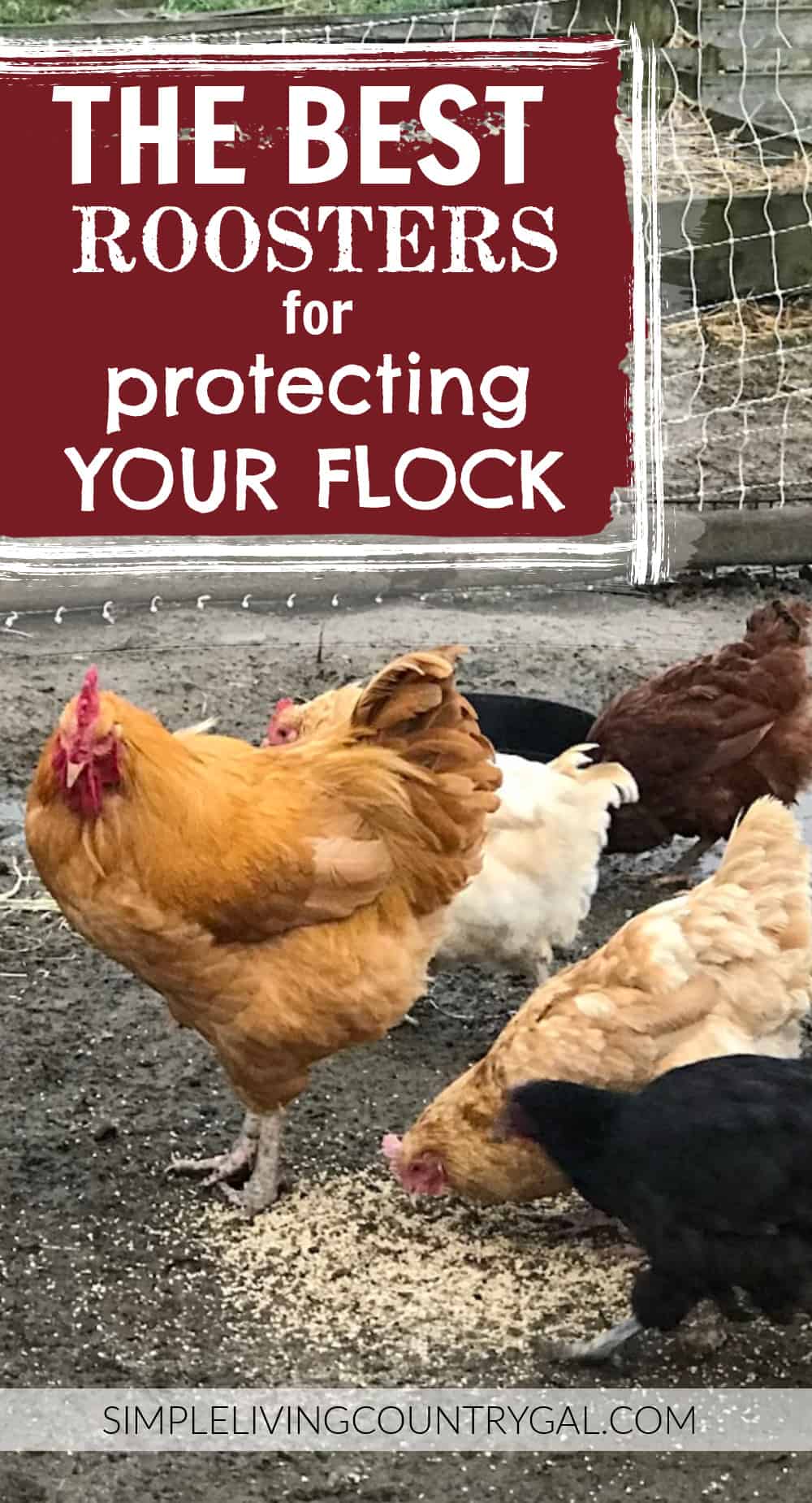 Best Roosters for Protection Simple Living Country Gal