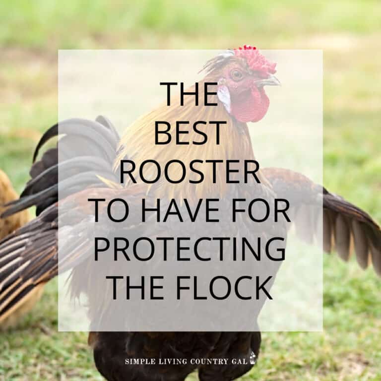 Best Roosters for Protection