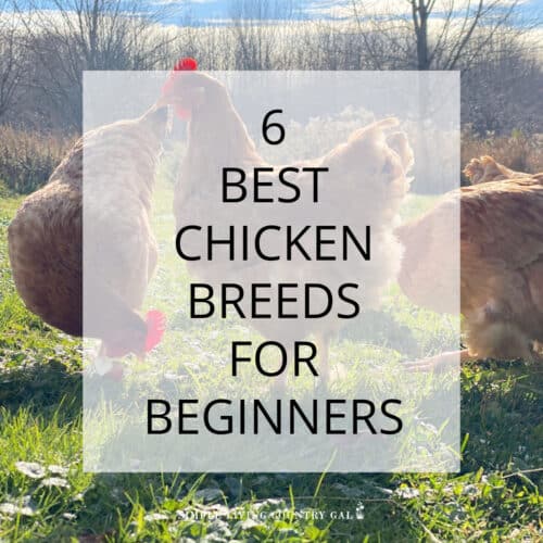 Backyard Chickens Archives - Simple Living Country Gal