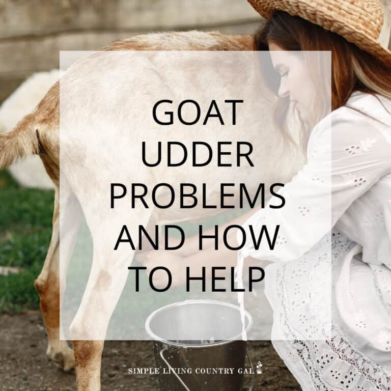 Goat Udder Problems