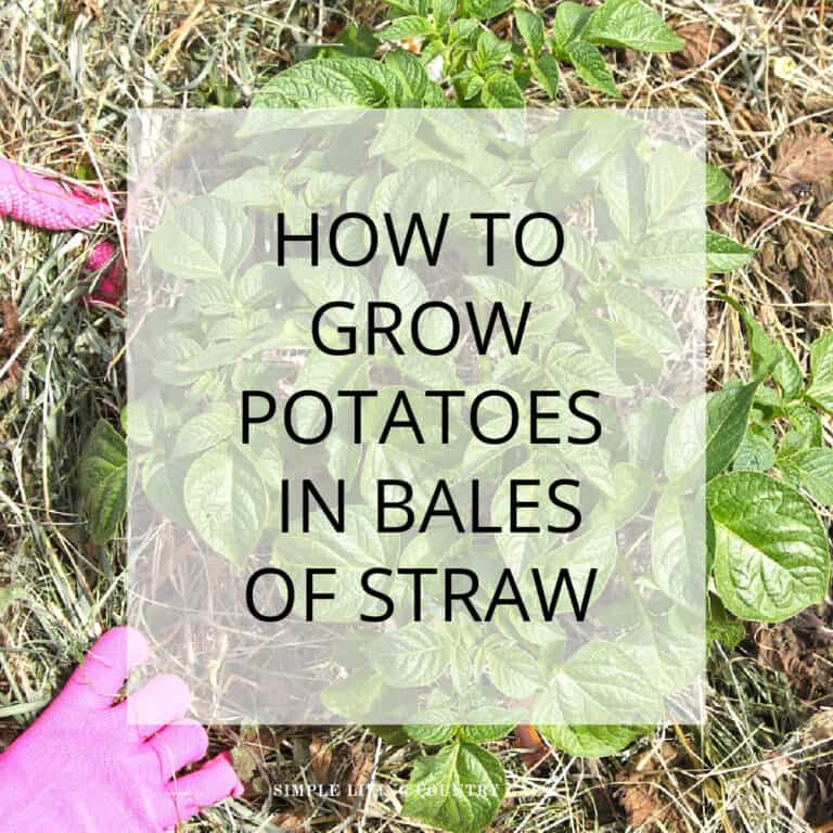 Growing Potatoes in Straw Bales