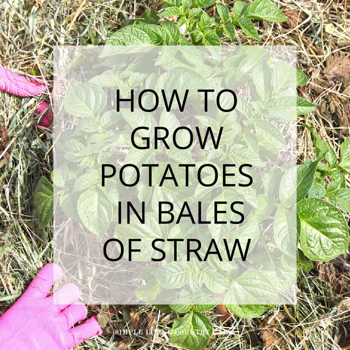 Growing potatoes in straw bales