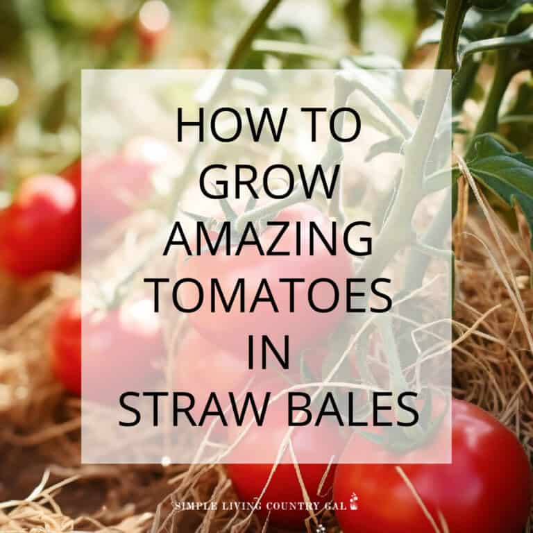 Growing Tomatoes in Straw Bales