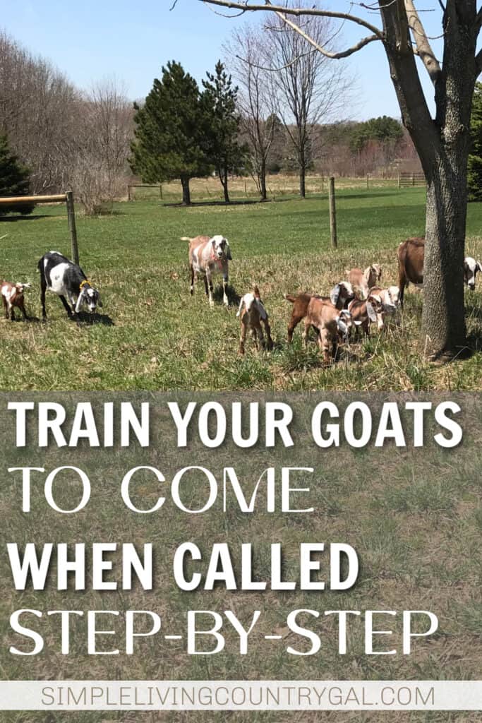 How to Train a Goat to Come When Called