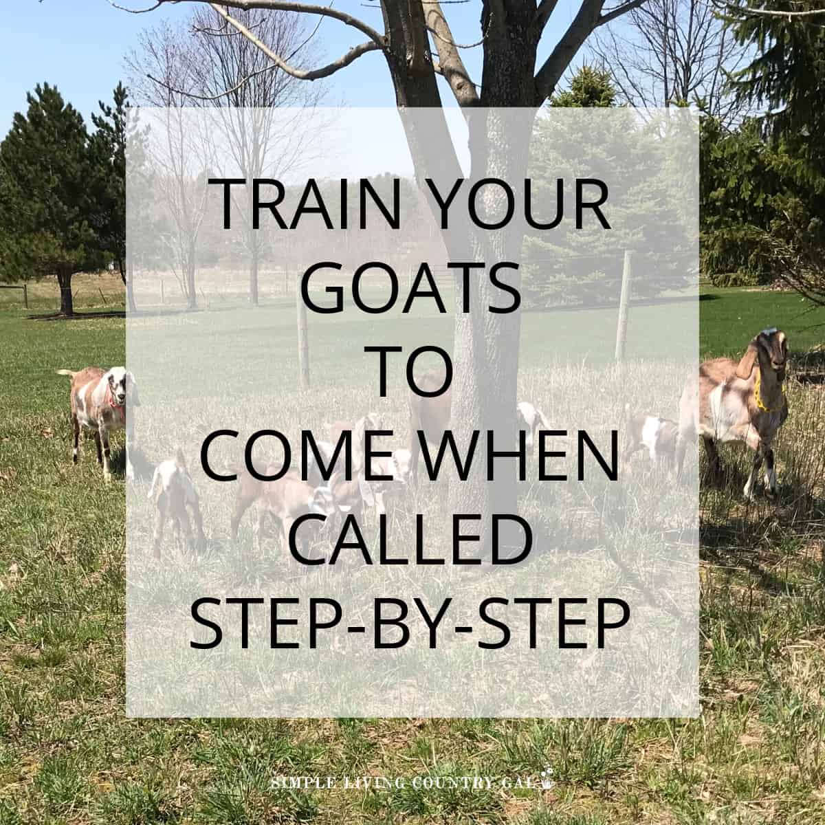 How to Train a Goat to Come When Called Simple Living Country Gal