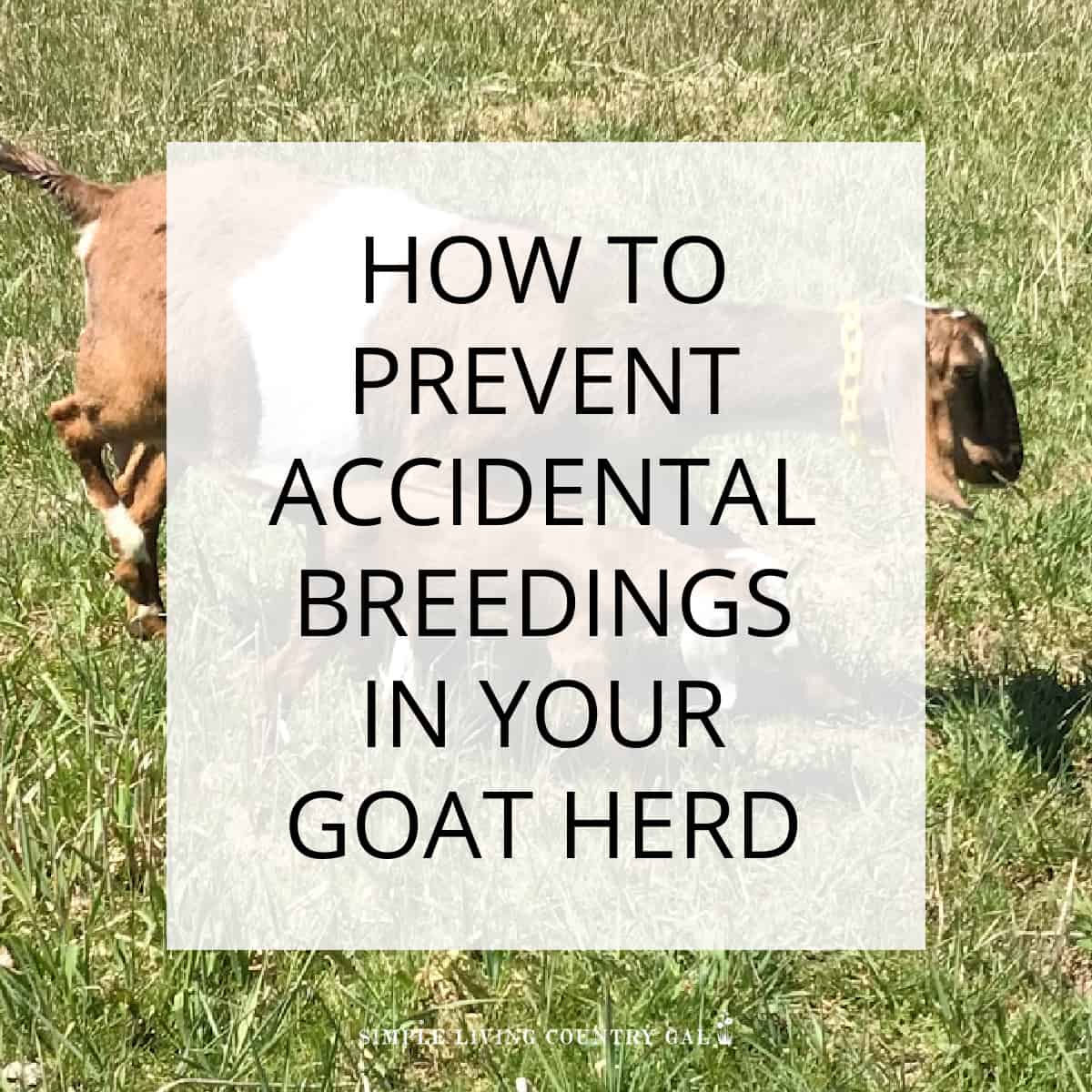 How to keep goats from breeding