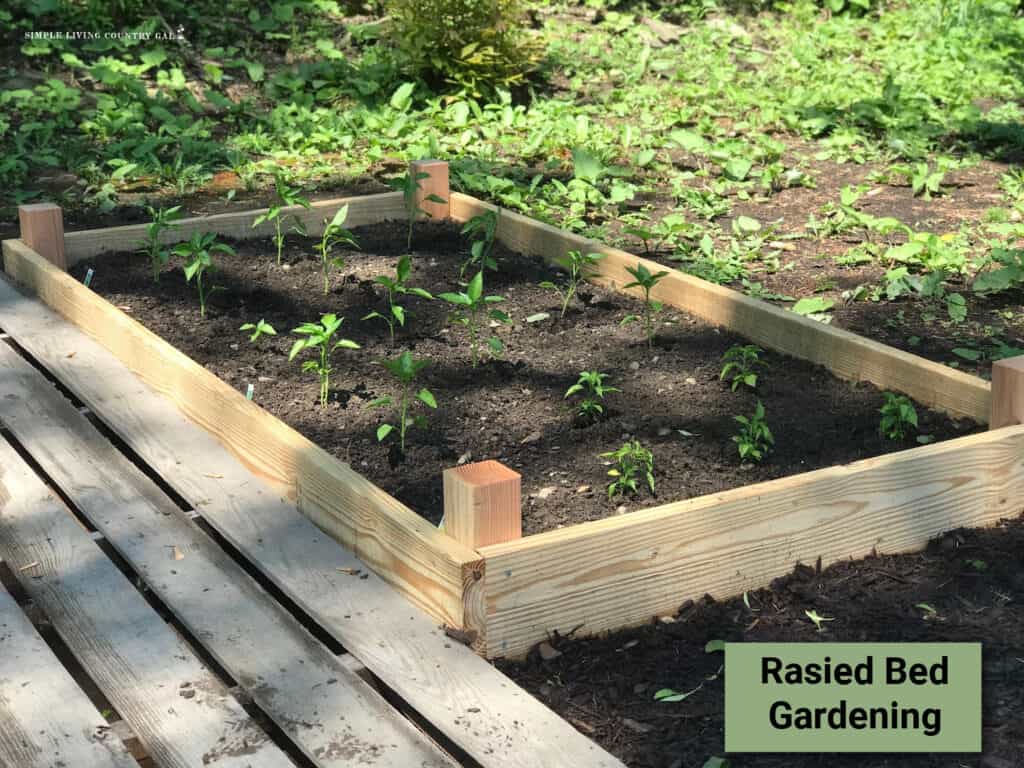 Raised garden bed that is planted with peppers