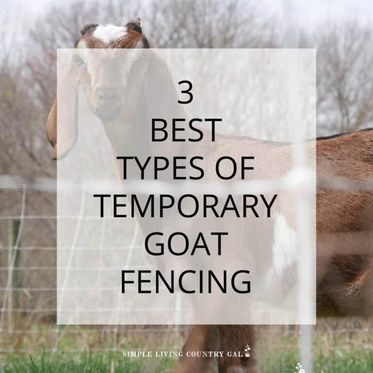 Temporary Goat Fence
