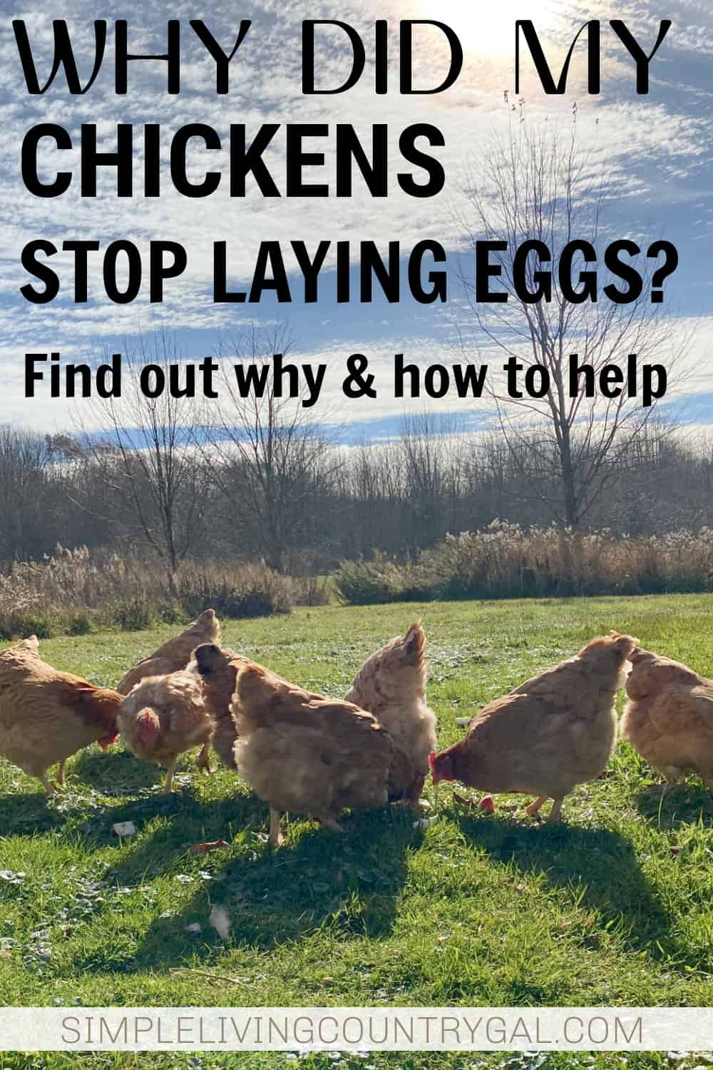 Why chickens stop laying eggs Simple Living Country Gal
