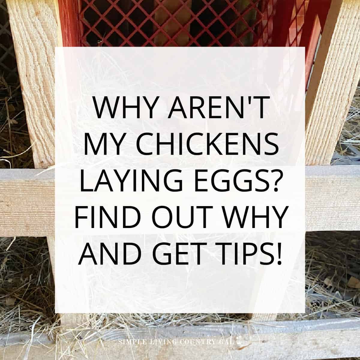 Why chickens stop laying eggs