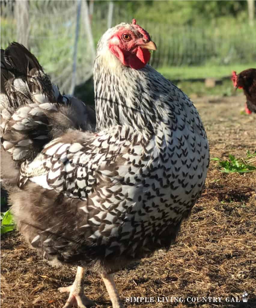 a barred rock chicken breed friendly for beginners