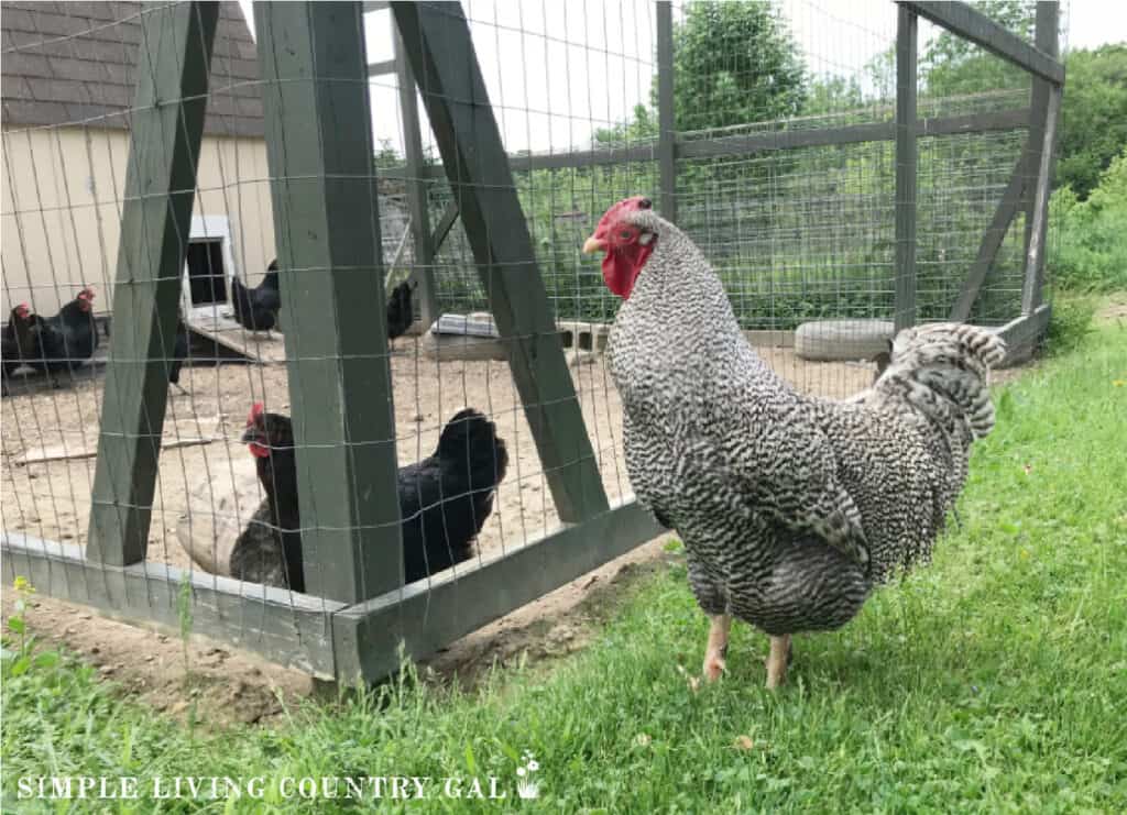 a black and white rooster outside of a chicken run