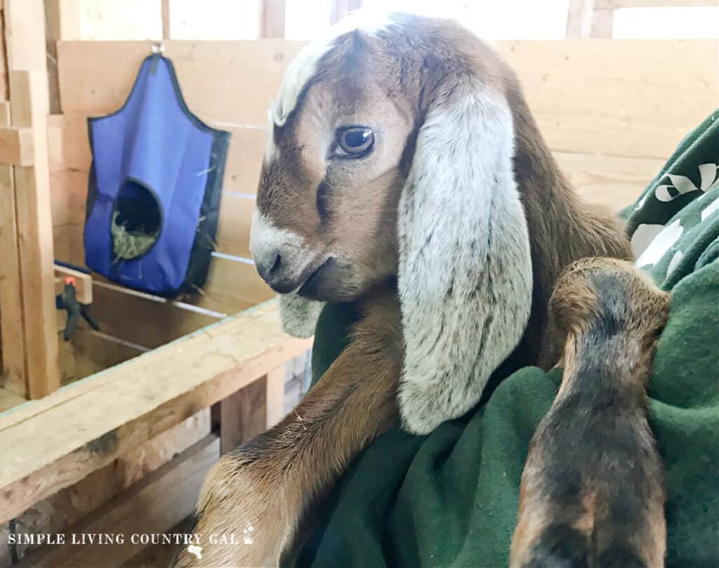 a brown baby goat being held in a barn 