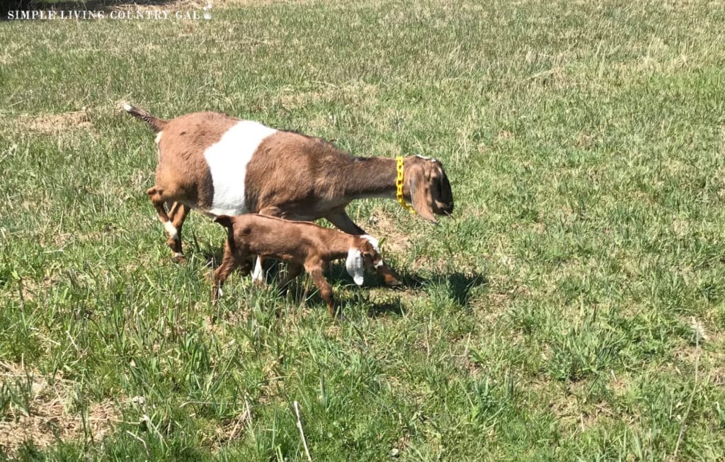 a brown doe and her brown kid walking in a pasture copy