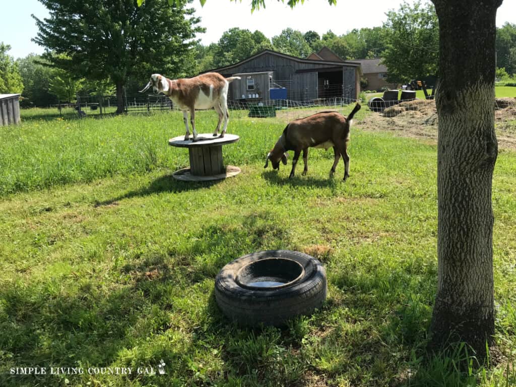 a buck and a wether in an enclosed are to prevent breeding in goat herd