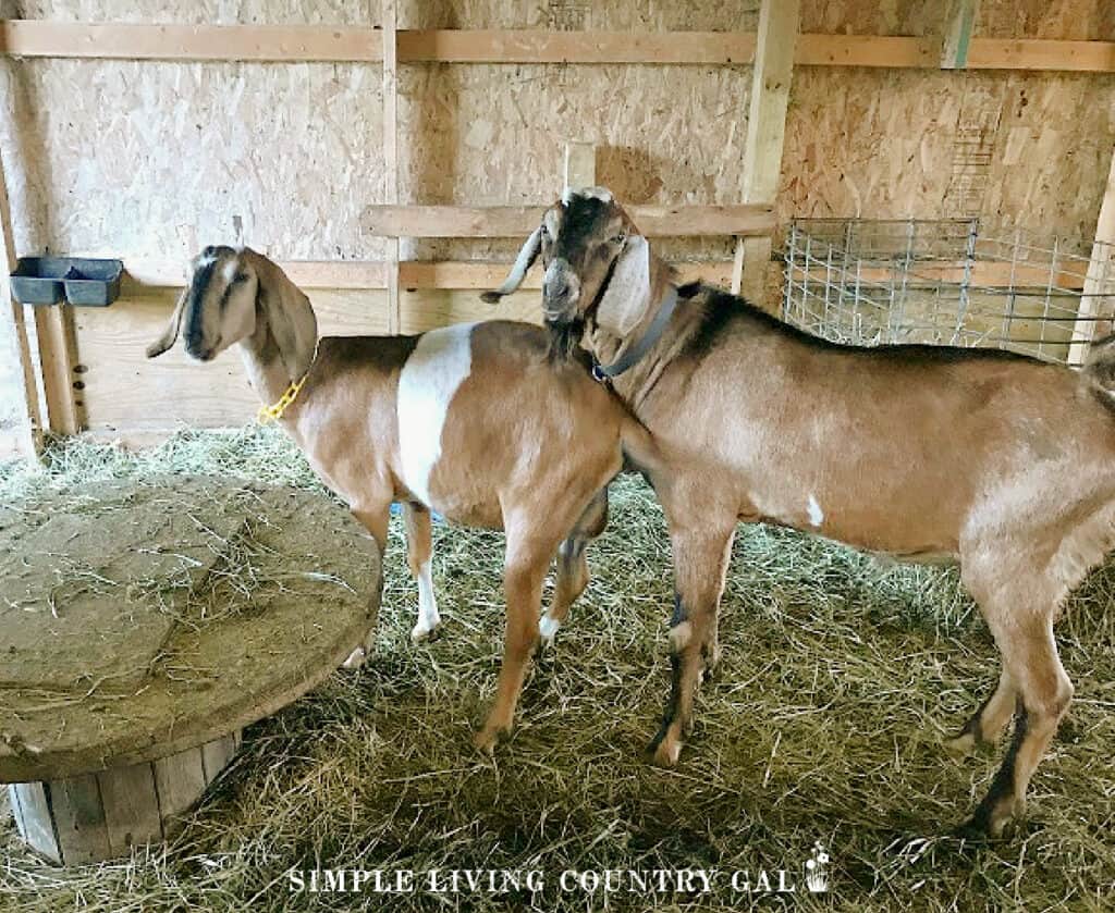 a buck breeding a doe in a pen of a barn