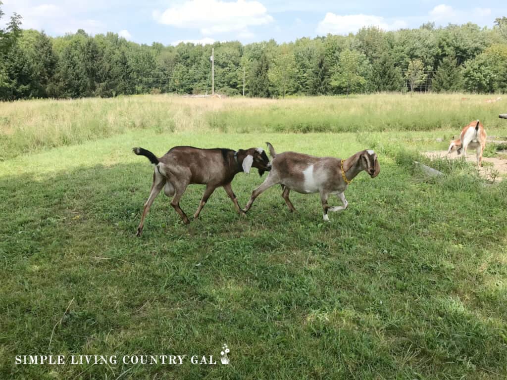 a buck following a doe in a green pasture homestead planning for breeding