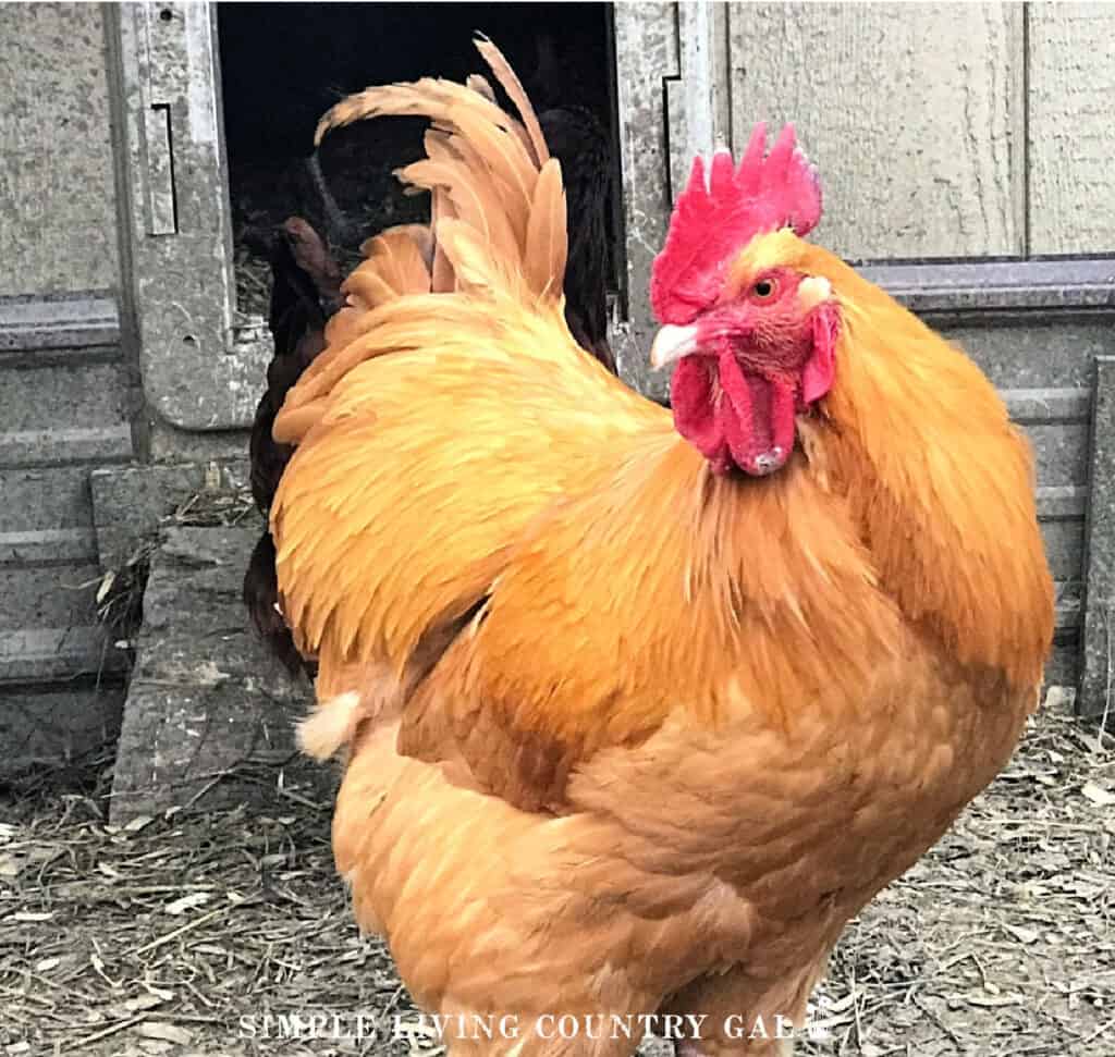 a buff orpington rooster breed in front of a coop