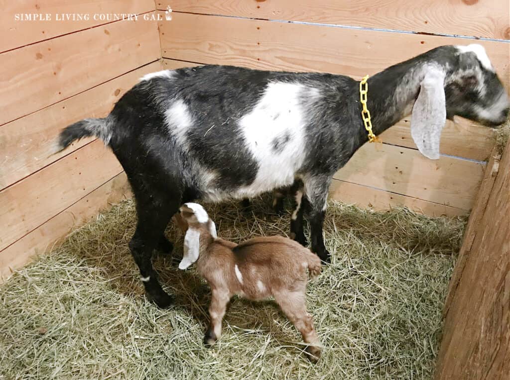 a goat kid nurning on a black doeling copy 3