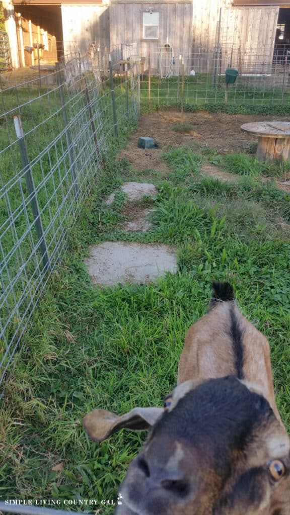 a goat pen made of temporary fence panels with a goat up front.