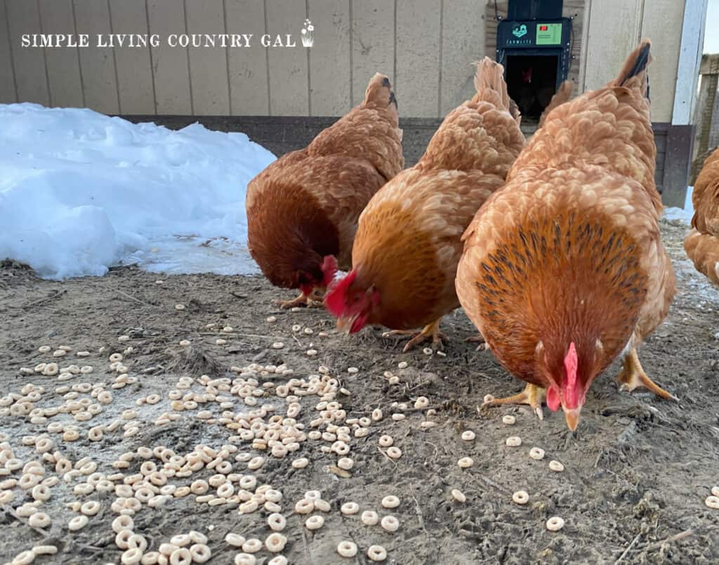 a golden chicken eating cheerios on a winter day