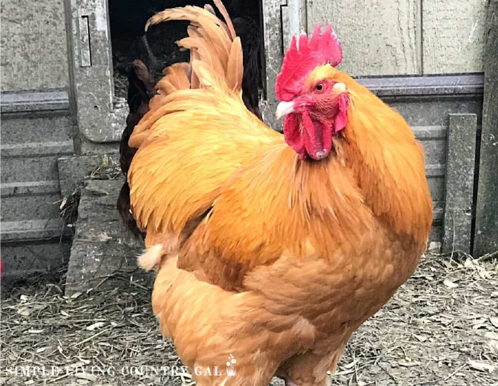a golden rooster in front of a coop