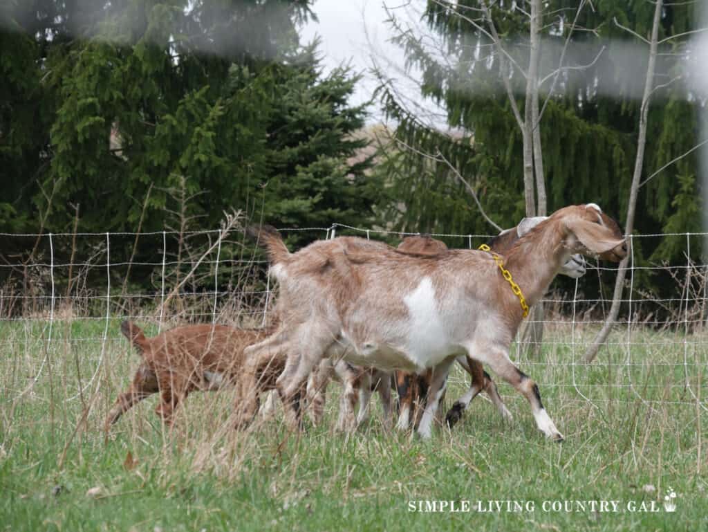 a group of goats walking in a pasture in front of woven electric fence