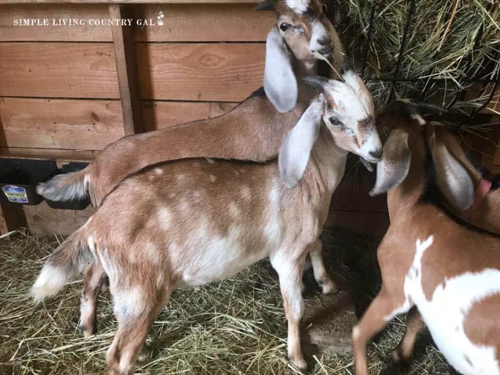 a group of young goats eating hay in a separate pen