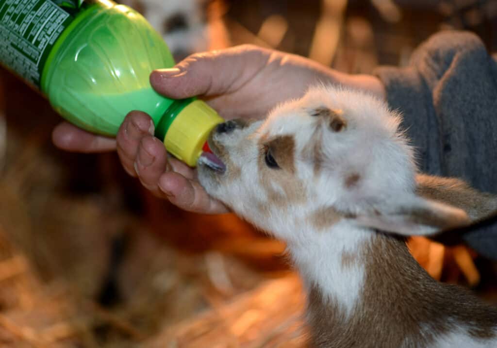 a hand holding a bottle feeding a baby goat