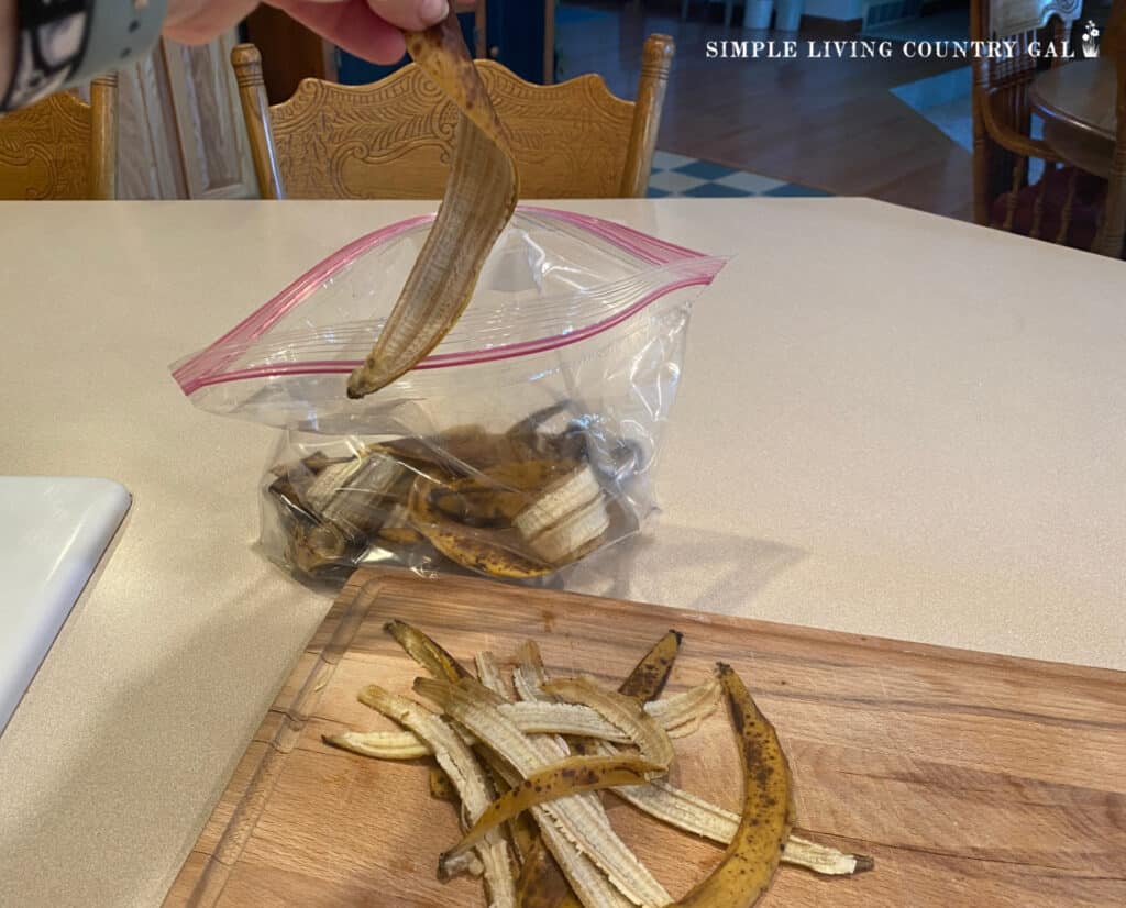 a hand putting banana peels into a baggie to use as treats for goats