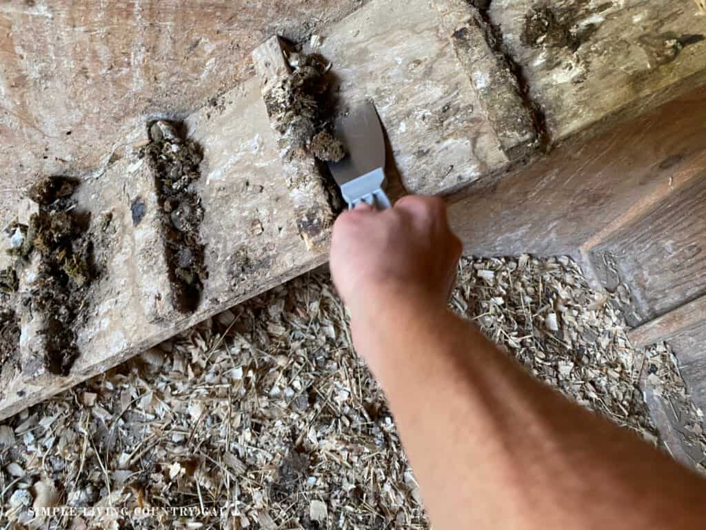 a hand with a scraper cleaning a roost