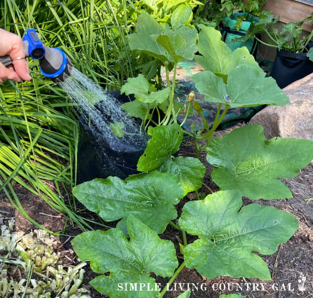 a hose spraying water on a pumpking plant growing in a bag on of the best watering systems