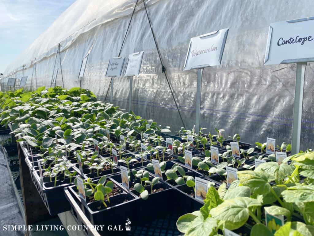 a local garden nursery with seedlings in flats on a long table