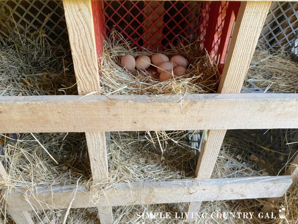 a pile of eggs in a nesting box of a chicken coop