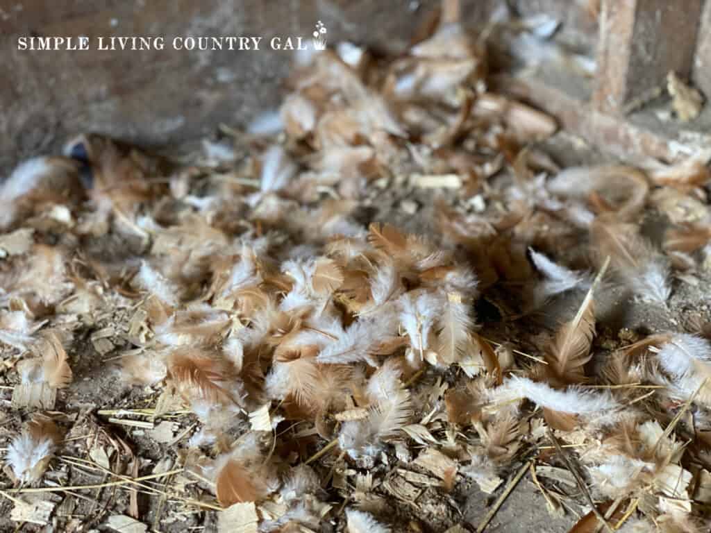 a pile of feathers in a coop from chickens stop laying eggs