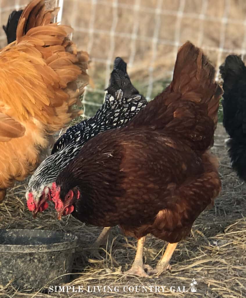 A rhode island red chicken breed eating grain with the flock
