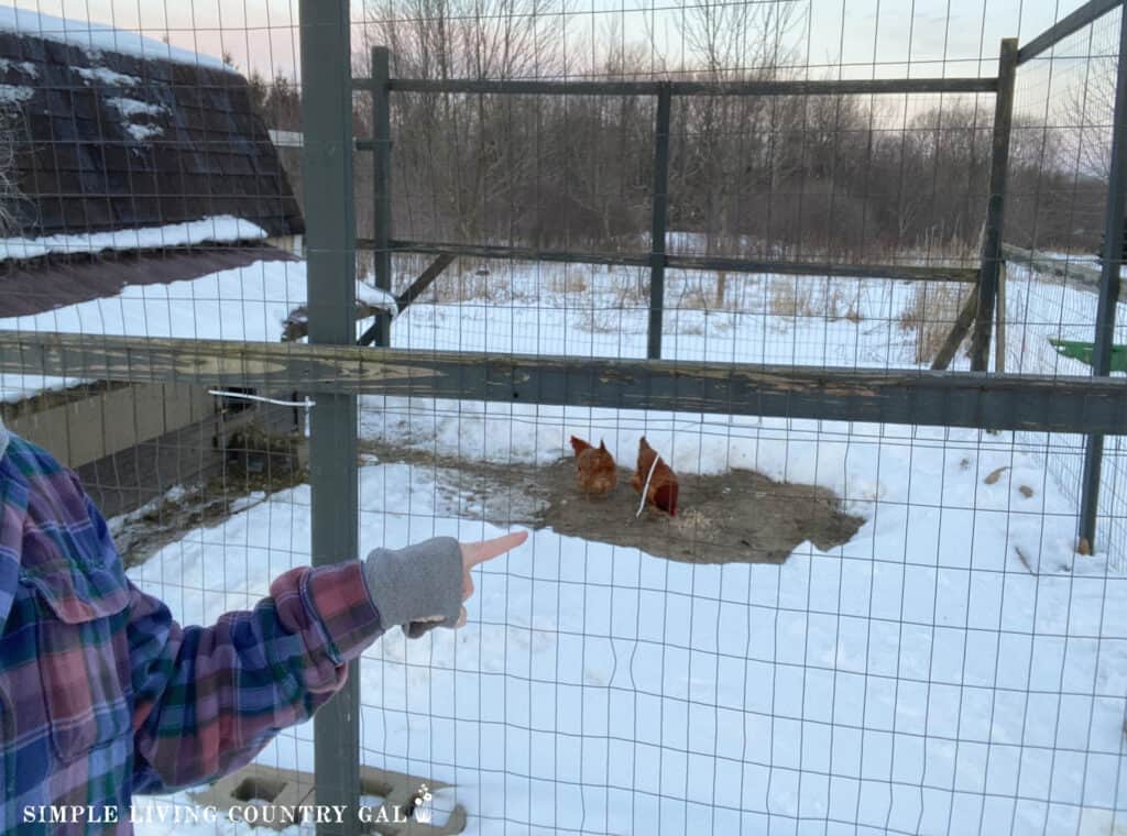 a small group of chickens in a shoveled are of a winter outside run copy