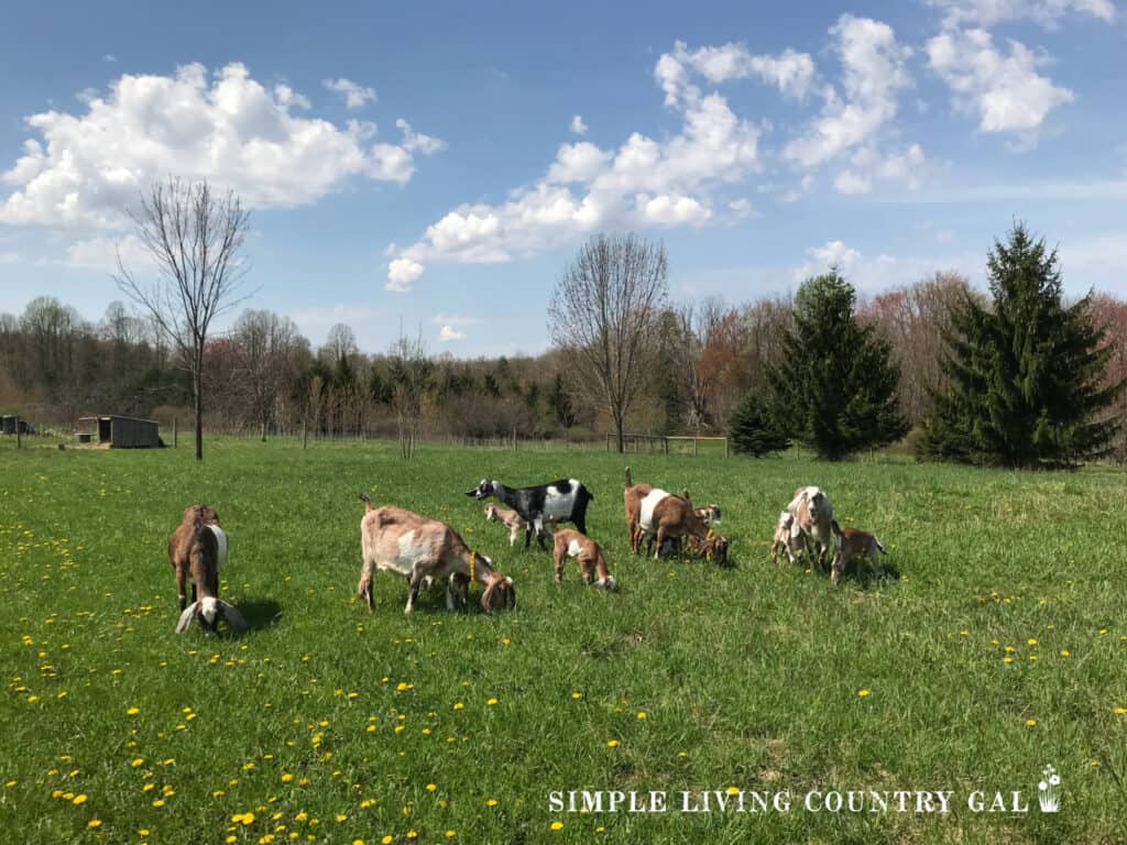 a small herd of goats eating grass in a pasture waiting to be called into the barn