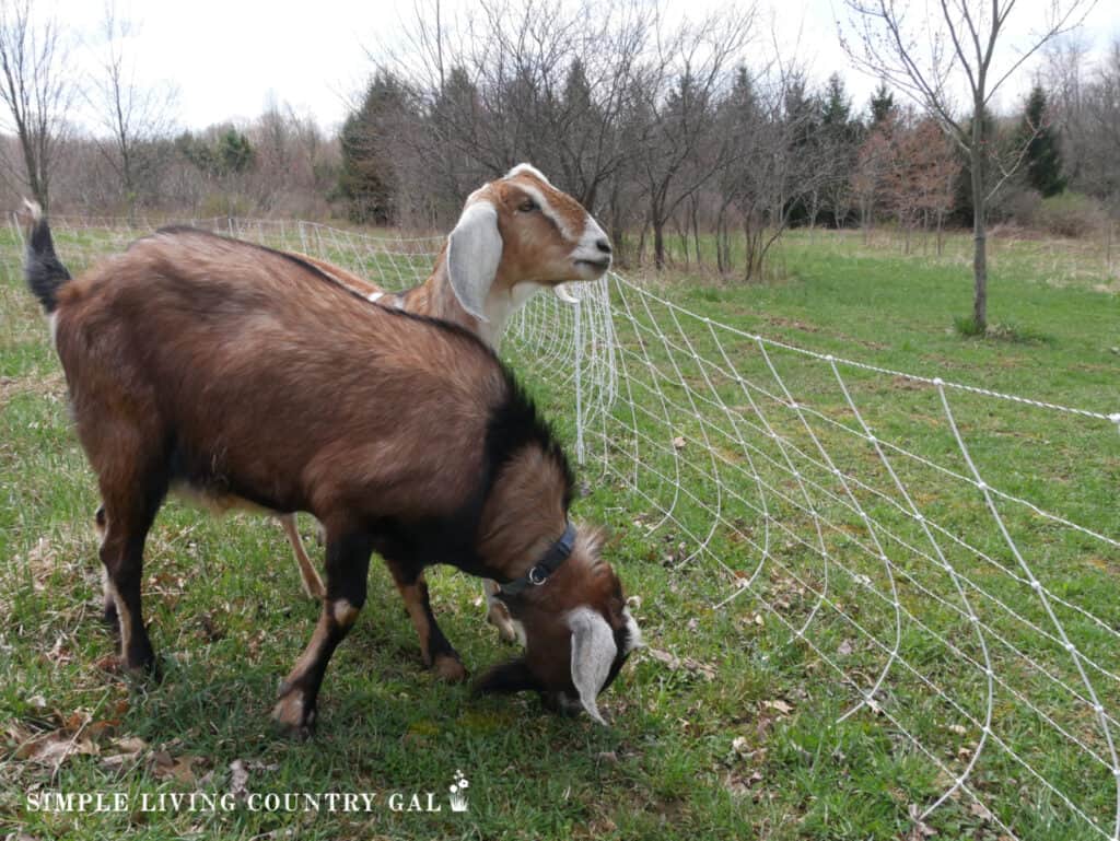 a tan and brown goat standing next to woven electric fence