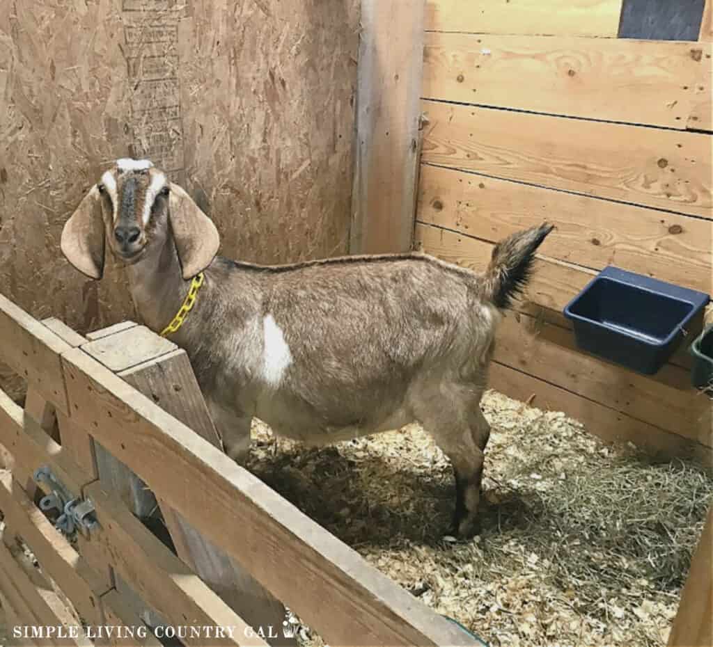 a tan and white goat in a birthing stall waiting to kid in January