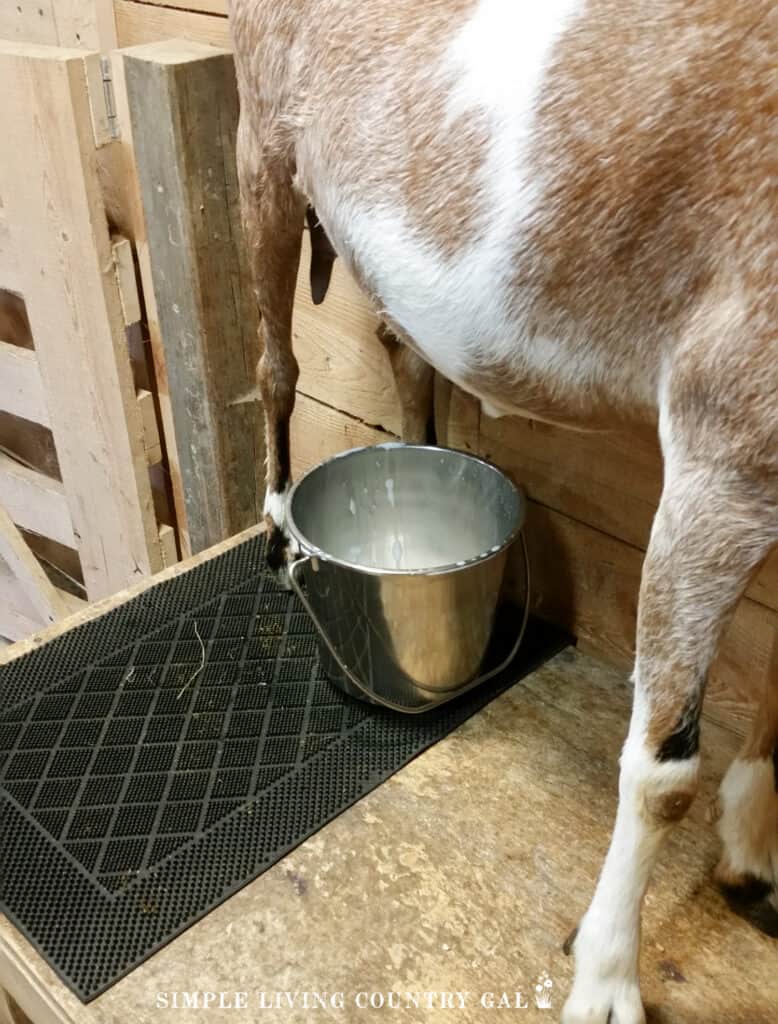 a tan goat on a milk stand with a steel bucket of milk below her udder