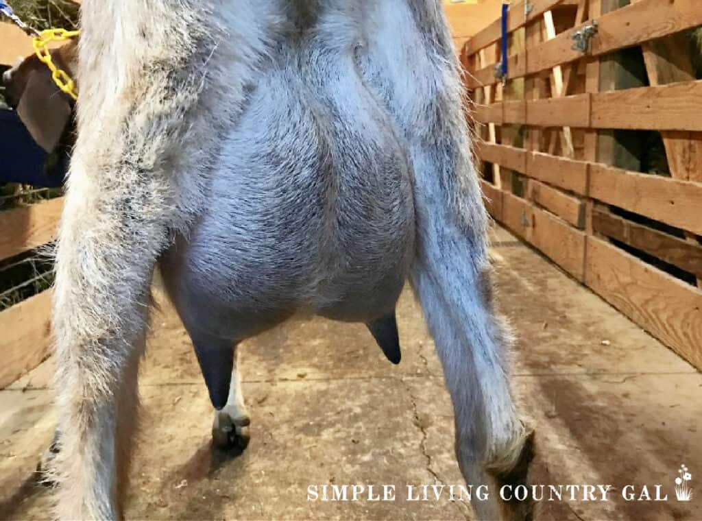 a tan goat's udder standing in a barn