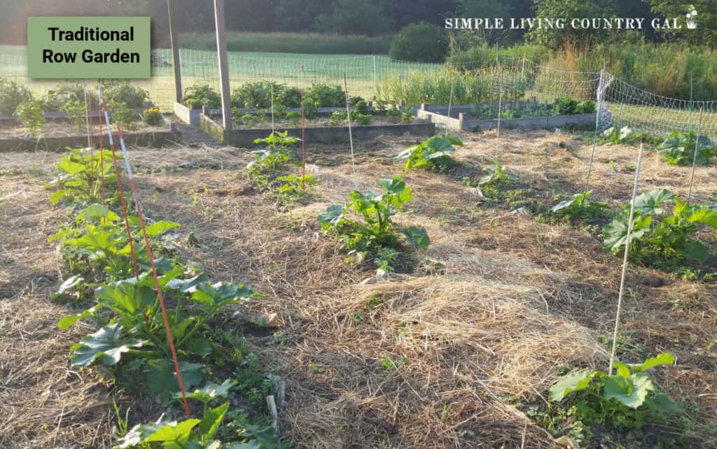 a traditional row garden layout with squash plants (1)
