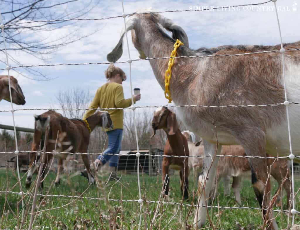 a woman in yellow walking the fence line surrounded by dairy goats