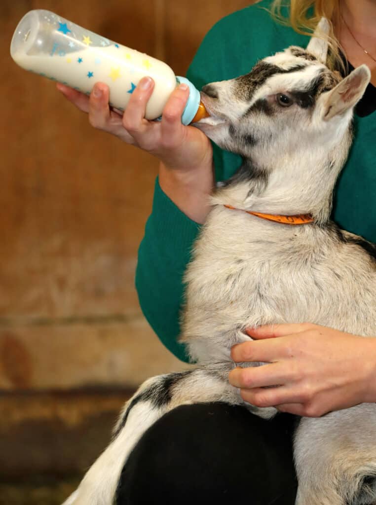 a woman with a goat kid on her lap feeding milk in a bottle