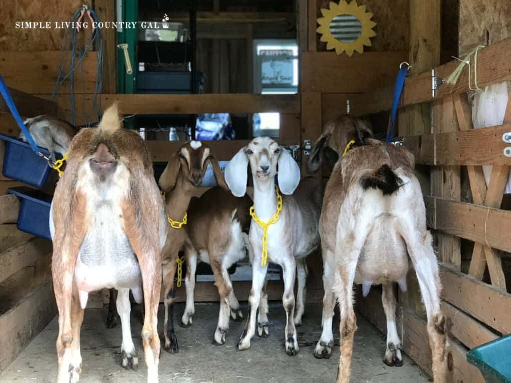 a young doe looking at the camera among older goats