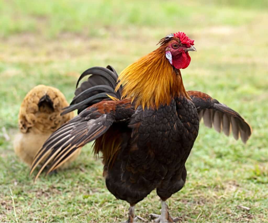 an aggressive rooster charging forward
