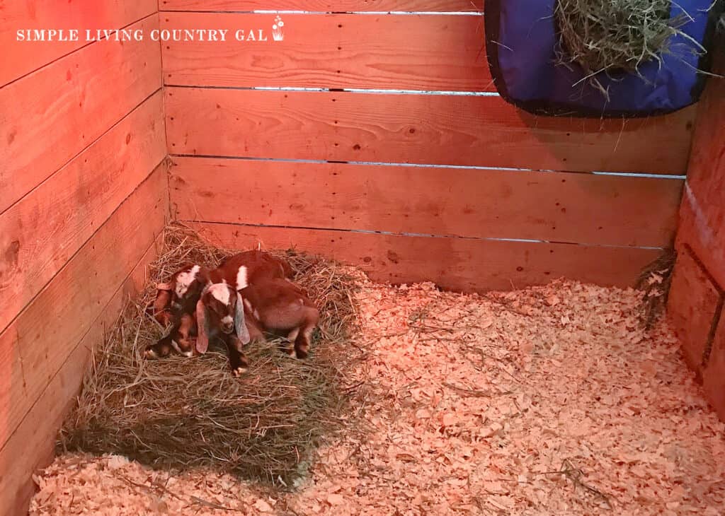 baby goats lying on a patch of hay in a birthing stall copy